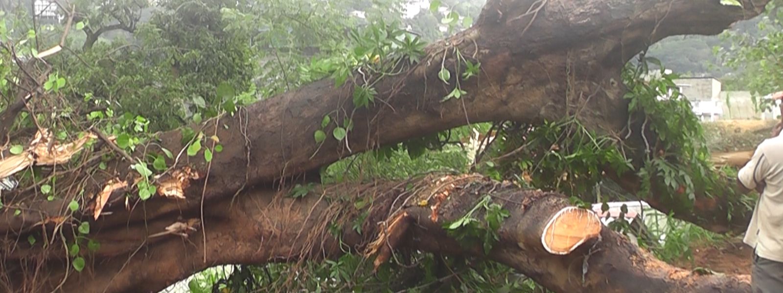 A tree falls in Kandy damaging 8 vehicles